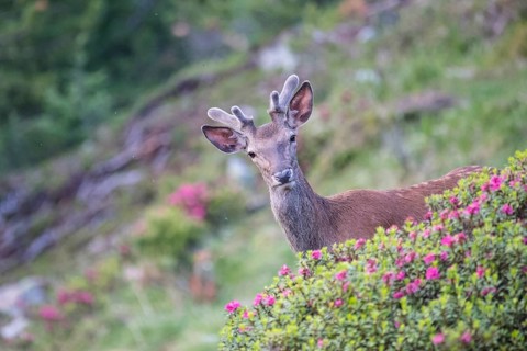 Red deer (Cervus elaphus)