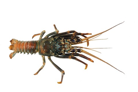 Painted rock lobster (Panulirus versicolor)