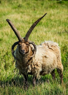 Four-horned Manx Loaghtan sheep (Ovis aries)