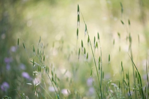 Oats (Avena) and hares tail grass