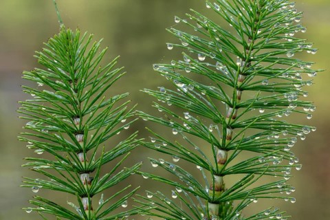 Great horsetail (Equisetum telmateia) with dewdrops