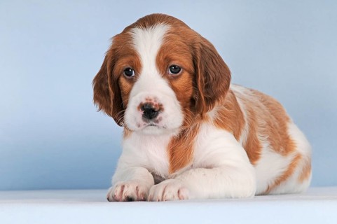 Irish Red and White Setter