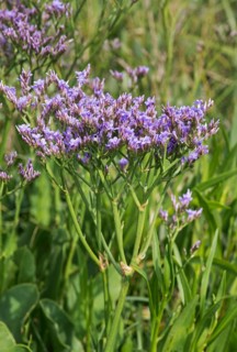 Blooming common sea lavender (Limonium vulgare)