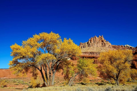 Aspens (Populus tremula) with autumn leaves in front of the peaks of Capitol Reef National Park