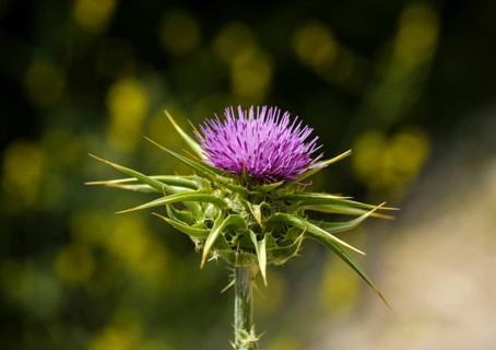 Flower of Carduus marianus (Silybum marianum)