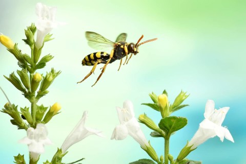 Nomada goodeniana (Nomada goodeniana)