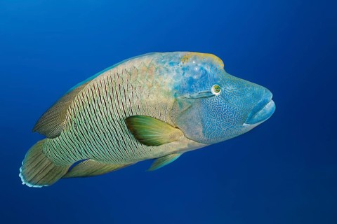 Adult Humphead Wrasse (Cheilinus undulatus)