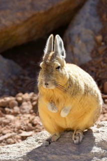Southern Viscacha (Lagidium viscacia)