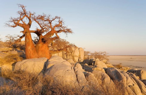 African Baobab (Adansonia digitata) between stones