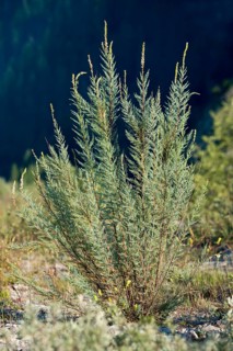 German tamarisk (Myricaria germanica)