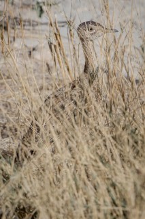 Black-bellied Bustard (Eupodotis melanogaster)