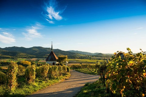 Olbergkapelle between vineyards