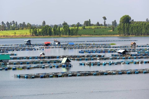 Freshwater fish farm in Lam Pao River