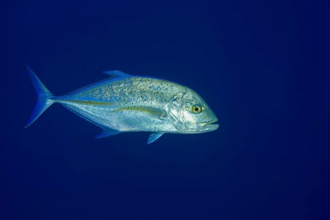 Bluefin trevally (Caranx melampygus) in blue water