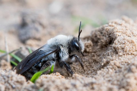 Ashy Mining Bee (Andrena cineraria) comes from Erdhohle