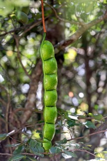 African dream herb (Entada rheedeii)