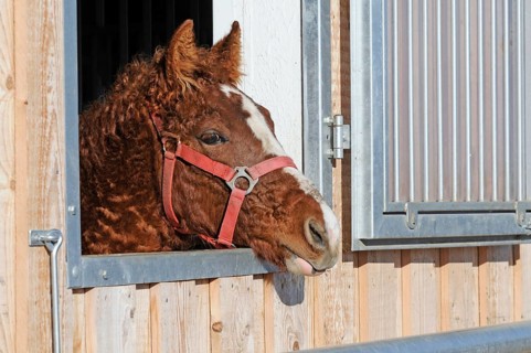 Curly Horse (Equus ferus caballus)