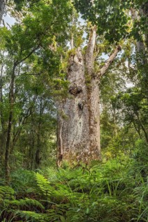 Te Matua Ngahere