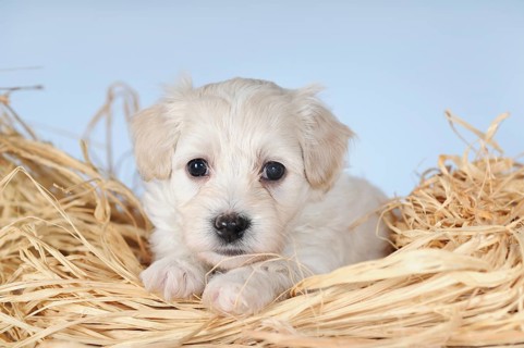 Havanese