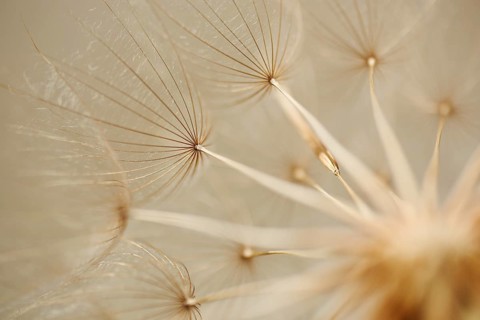 Meadow salsify (Tragopogon pratensis)