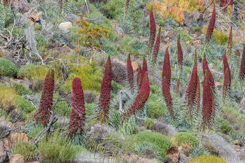 Blooming Echium wildpretii (Echium wildpretii)