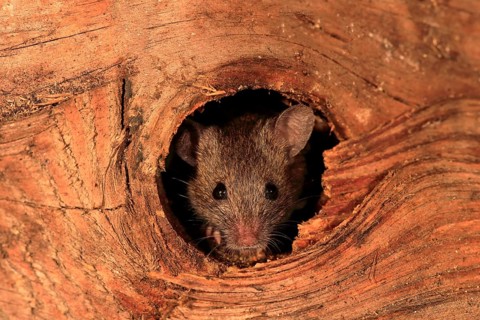 House mouse (Mus musculus)