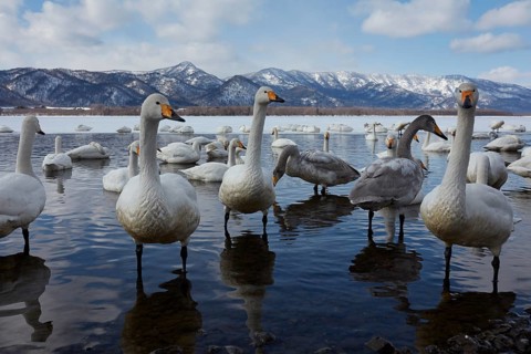 Whooper swans (Cygnus cygnus) at Kotan