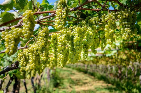 Green grapes