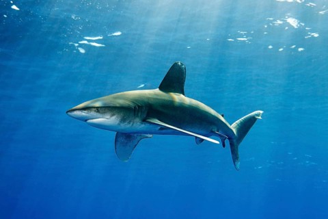 Oceanic whitetip shark (Carcharhinus longimanus)
