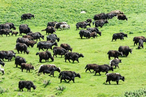 Yak herd (Bos mutus)
