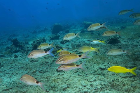 Mixed school of Goatfishes