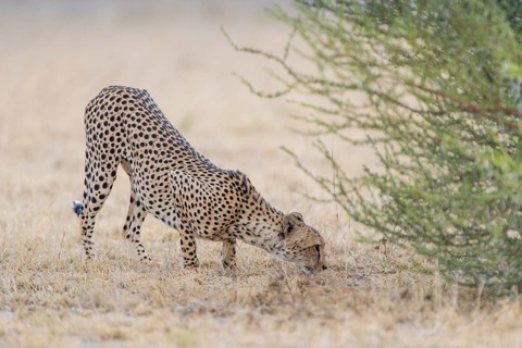 Cheetah (Acinonyx jubatus)