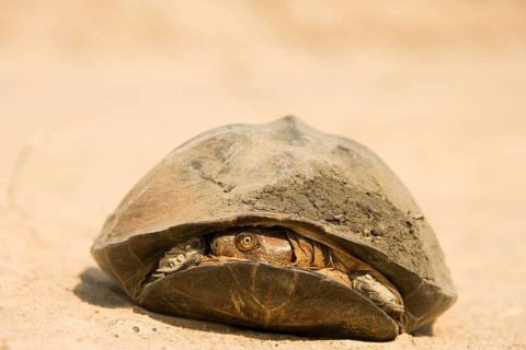 Pan Hinged Terrapin (Pelusios subniger)
