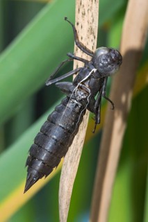 Exuvie of a dragonfly