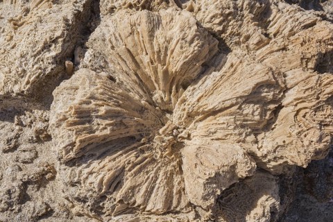 Coral fossils