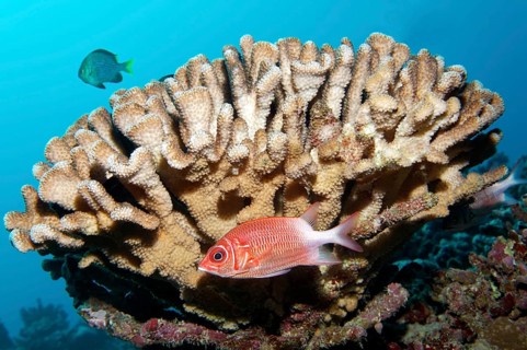 Silverspot squirrelfish (Sargocentron caudimaculatum)