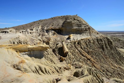 Petrified tree trunks exposed by erosion in the Petrified Forest