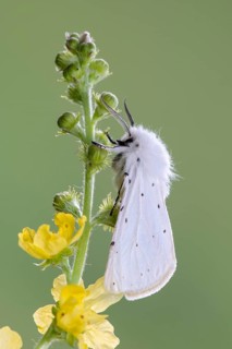 White ermine (Spilosoma lubricipeda)