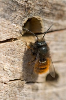Hornfaced bee (Osmia cornuta)