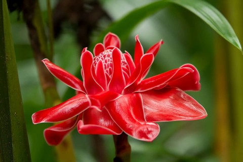 Red flower of Torch Ginger (Etlingera elatior)