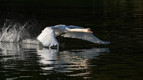 Mute swan (Cygnus olor)