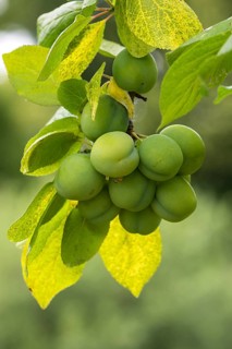 Immature Mirabelle (Prunus domestica) on a tree