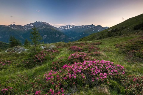 Hairy Alpenrose (Rhododendron hirsutum) on mountain meadow