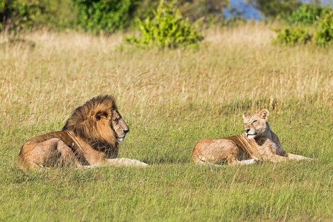 Lions (Panthera leo)