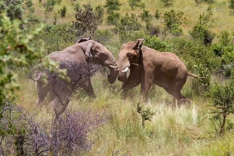 African Elephant (Loxodonta africana)
