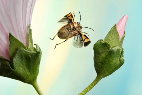 Eurydema ornata (Eurydema ornata)