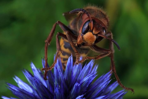 European hornet (Vespa crabro) sits on blue China Aster (Callistephus chinensis)