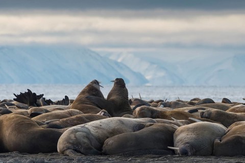 Walruses (Odobenus rosmarus)