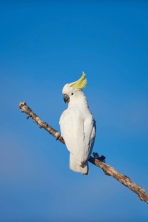 Sulphur-crested cockatoo (Cacatua galerita)