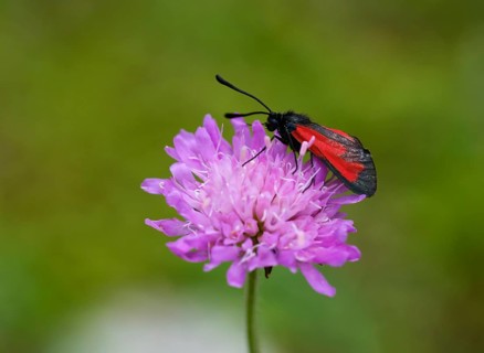 Transparent burnet (Zygaena purpuralis)